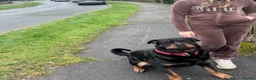 Rottweiler dogs for sale: PREGNANCY CONFIRMED — WAITING LIST NOW OPEN - Advert 9