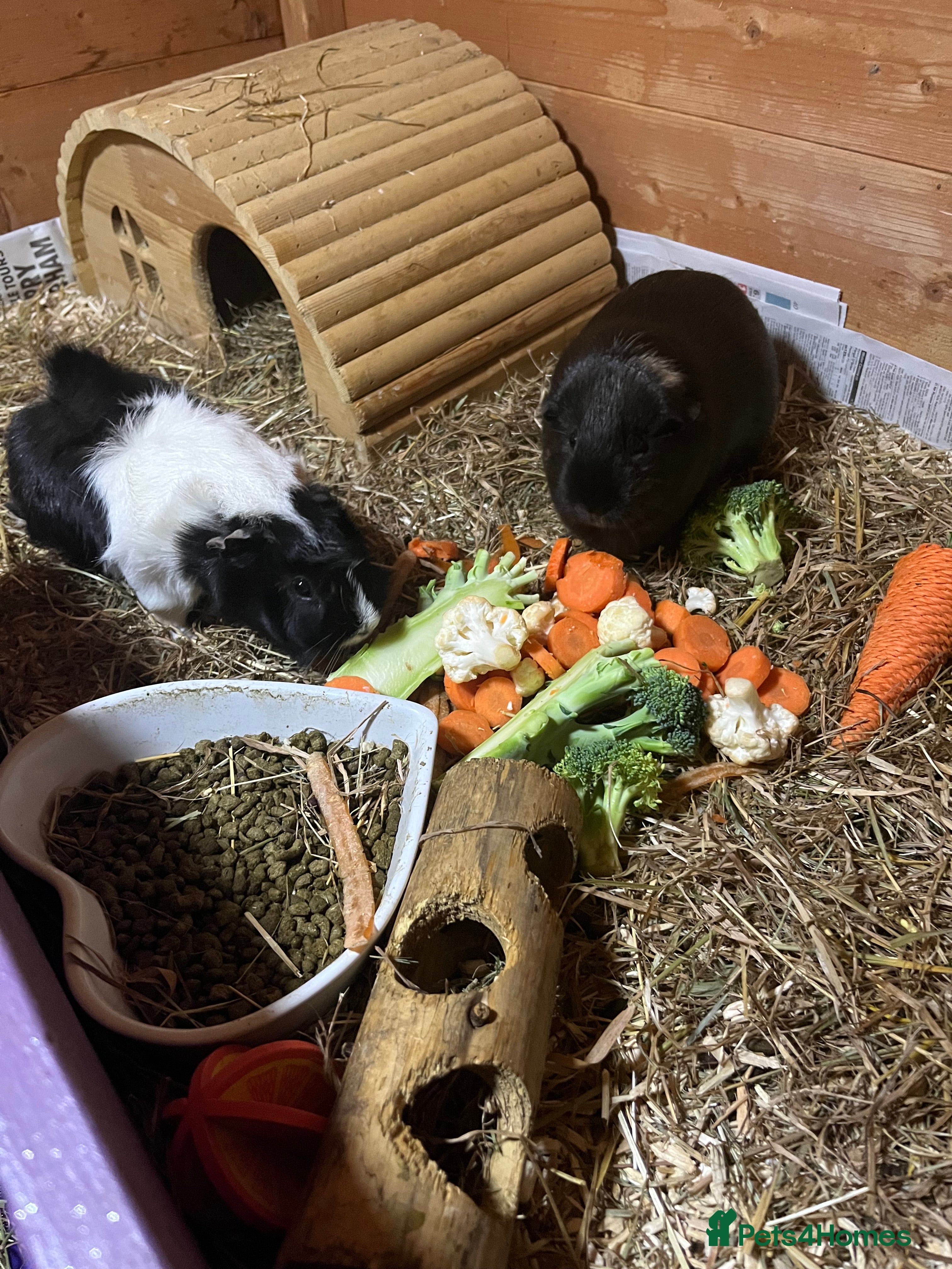 Guinea Pig rodents 3 female guinea pigs  - Advert 14