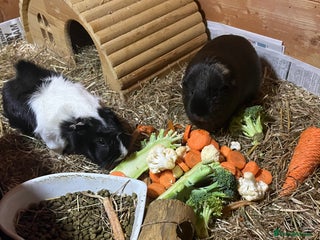Guinea Pig rodents 3 female guinea pigs - Advert 9