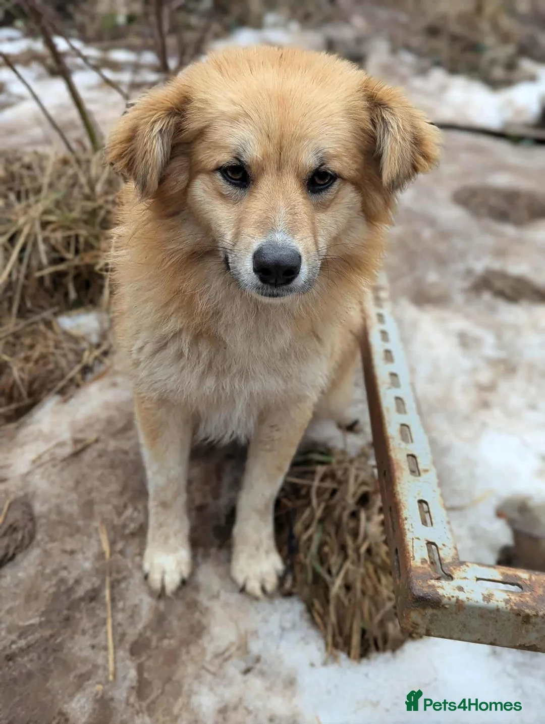 Mixed Breed dogs for adoption: Anika 💕 - Advert 1