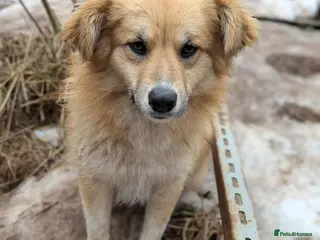 Mixed Breed dogs Anika 💕 - Advert 2