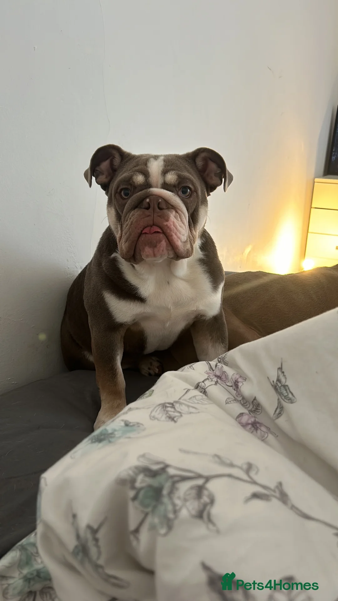 English Bulldog dogs for sale: Beautiful Baby Girl - Advert 2
