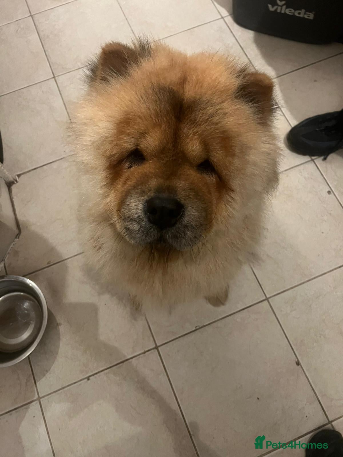 Chow Chow dogs Chow chow - Advert 1