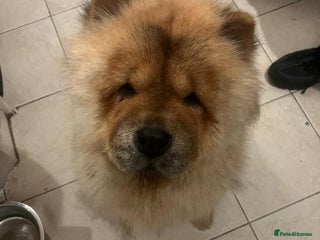 Chow Chow dogs Chow chow - Advert 1