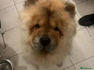 Chow Chow dogs Chow chow - Advert 3