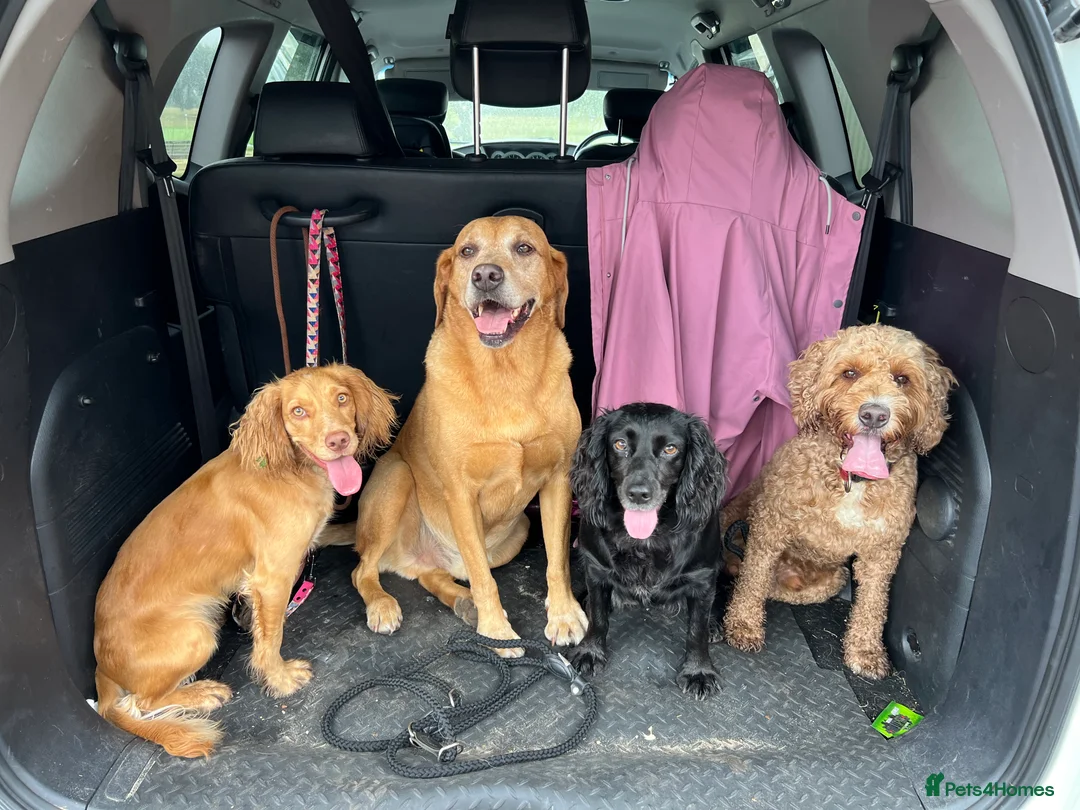 Cockapoo dogs for sale: Looking for his forever home  - Advert 3