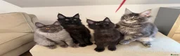 Maine Coon cats for sale: TICCA Registered Mainecoon Kittens (PetOnly) - Advert 15