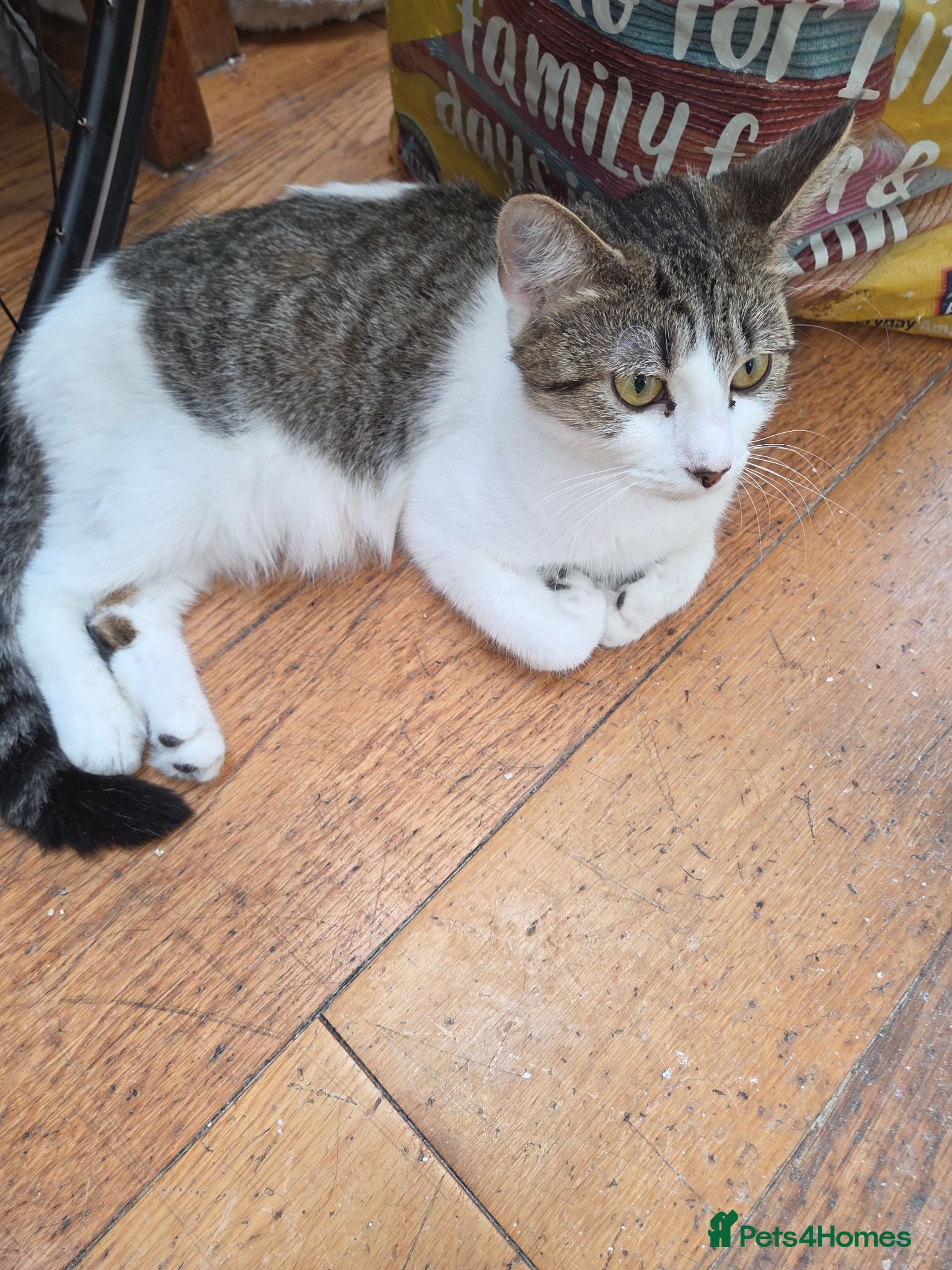 Domestic Shorthair cats Male kittens for sale - Advert 9
