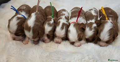 Cavalier King Charles Spaniel dogs - Advert 4