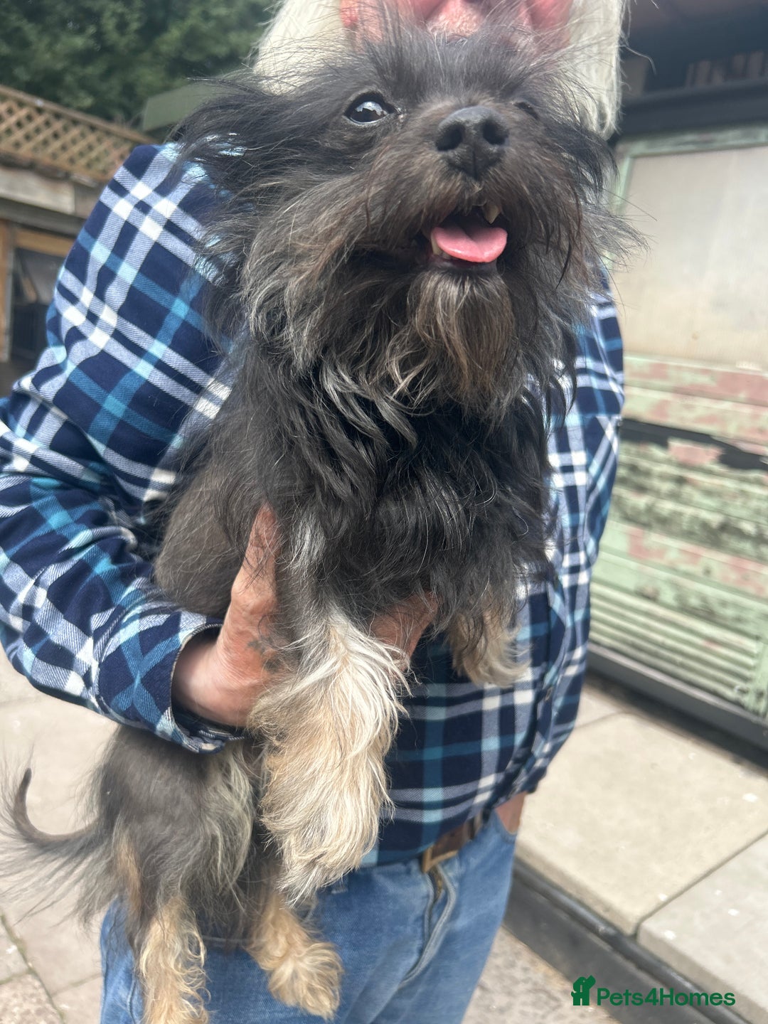 Chorkie dogs for sale: Buttons Yorkshire terrier x Chihuahua - Image 4