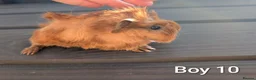 Guinea Pig rodents for sale: Baby funky pet boars  - Advert 2
