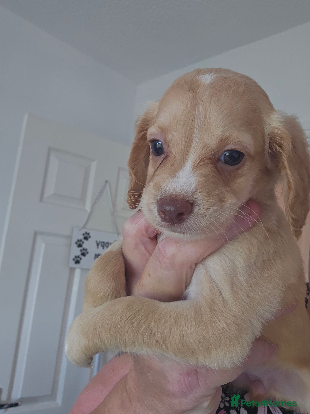Cockapoo dogs for sale: Cockapoo puppoes - Image 1
