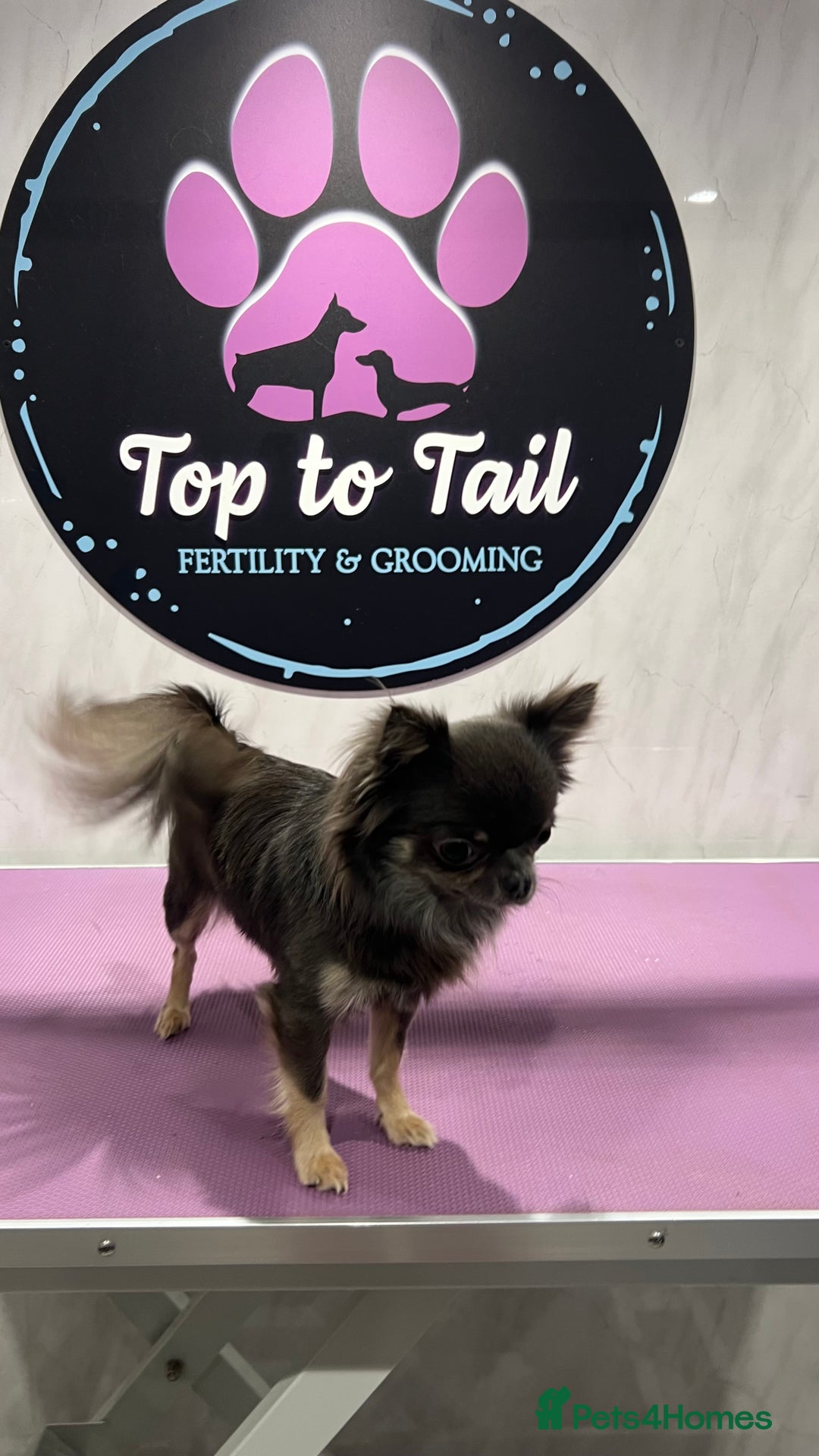 Chihuahua dogs for stud: 1.8kg TikTok star STUD DUTIES ⭐️ - Image 5