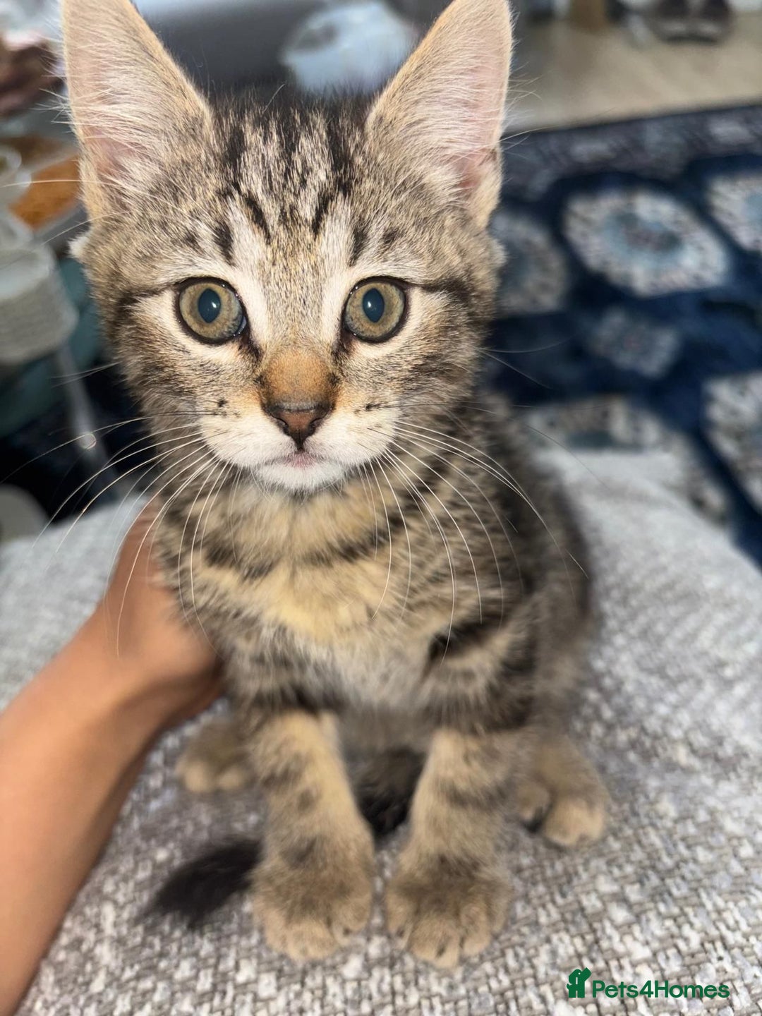 British Shorthair cats for sale: 🐾15 Weeks Old -British Shorthair Mix Kittens 🐾 - Image 3