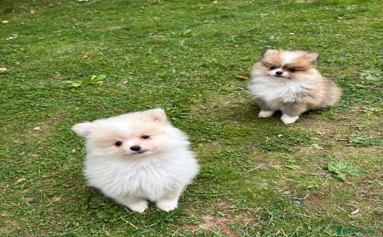 Pomeranian dogs - Advert 16