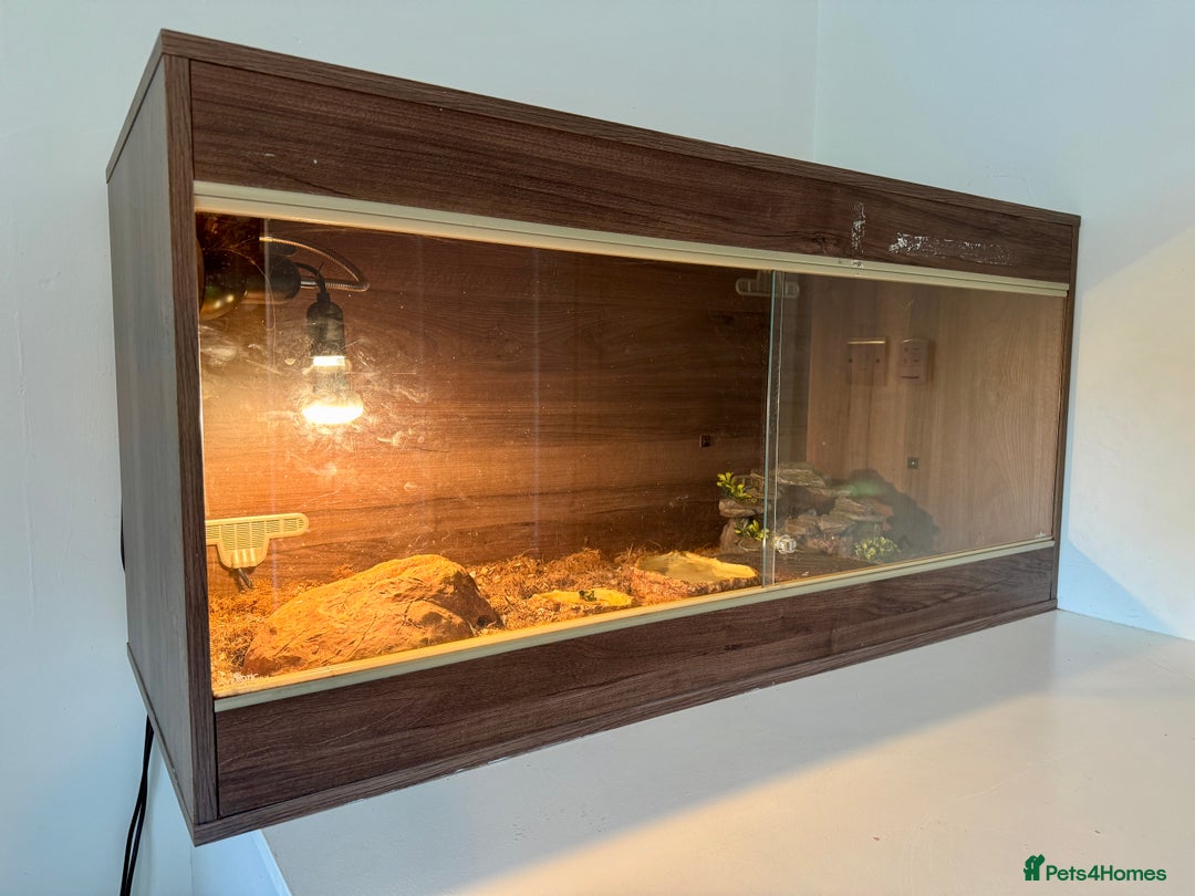 Skink reptiles for sale: Blue Tongued Skink + Vivarium & Accessories - Image 5