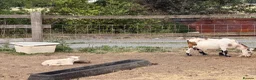 Goats livestock for sale: 4 pigmy nanny’s in kid for sale 1 with kid - Advert 2