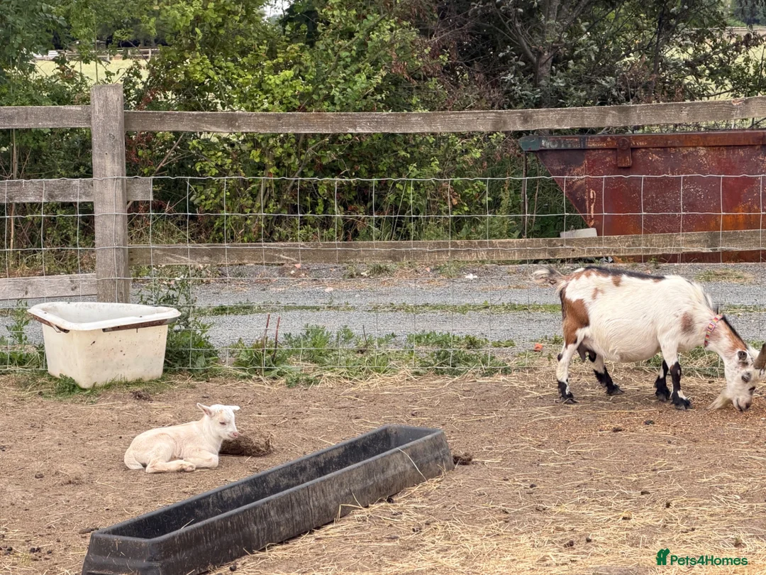 Goats livestock for sale: 4 pigmy nanny’s in kid for sale 1 with kid - Advert 2