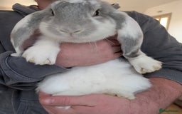 French Lop rabbits for sale: Beautiful French lops  - Image 1