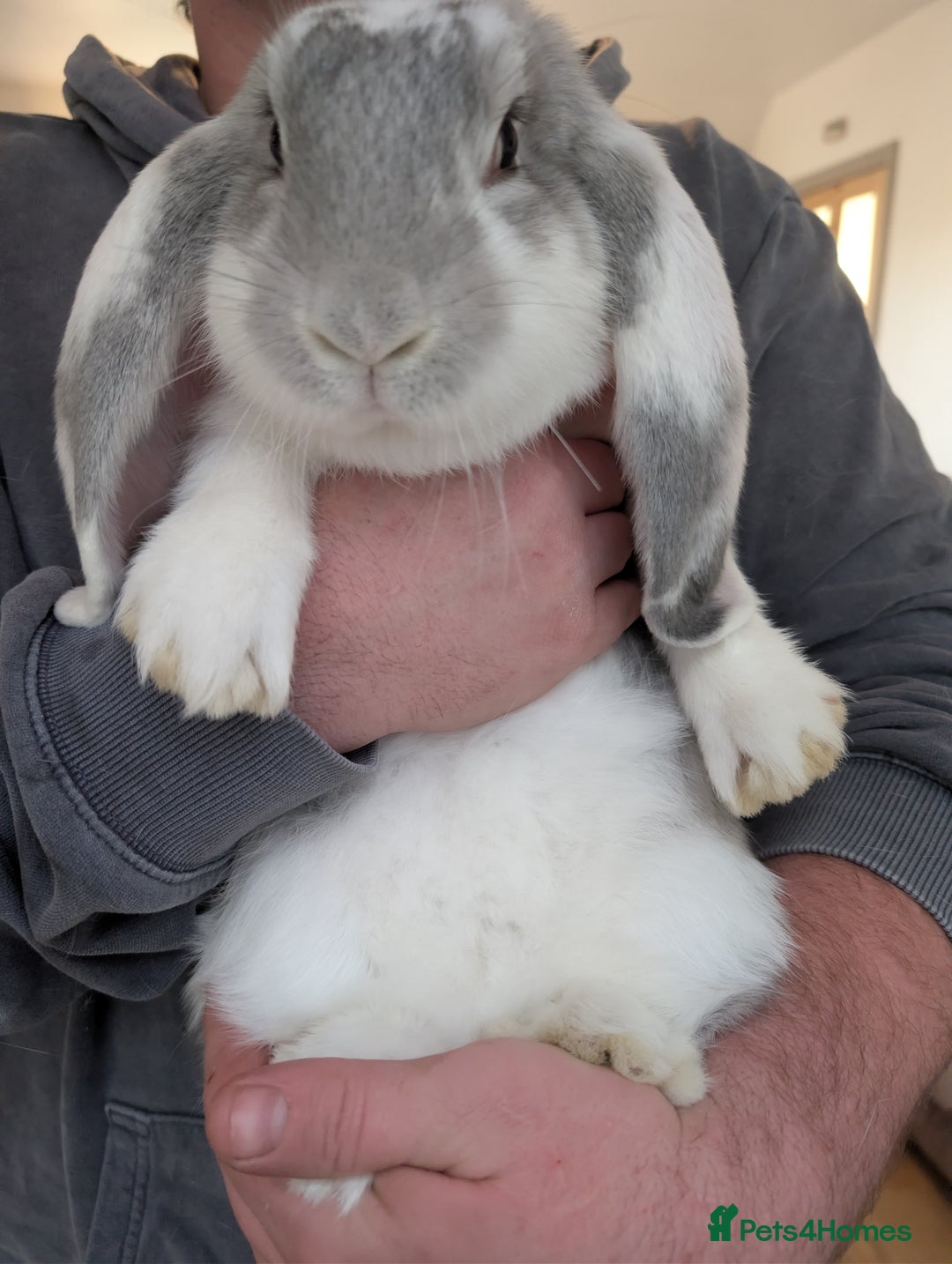 French Lop rabbits for sale: Beautiful French lops  - Image 1