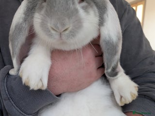 French Lop rabbits for sale - Advert 1