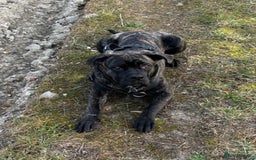 Cane Corso dogs for sale: 15month cane corso pup - Image 3