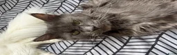 Scottish Fold cats for sale: Beautiful Girl Mainecoon (Dad) Scottish Fold (mum) in Rushden - Advert 5