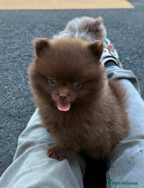 Pomeranian dogs Only UK Pom Pups All 263 DNA tests clear  - Advert 1