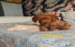 Cockapoo dogs for sale: Cockapoo - Image 8