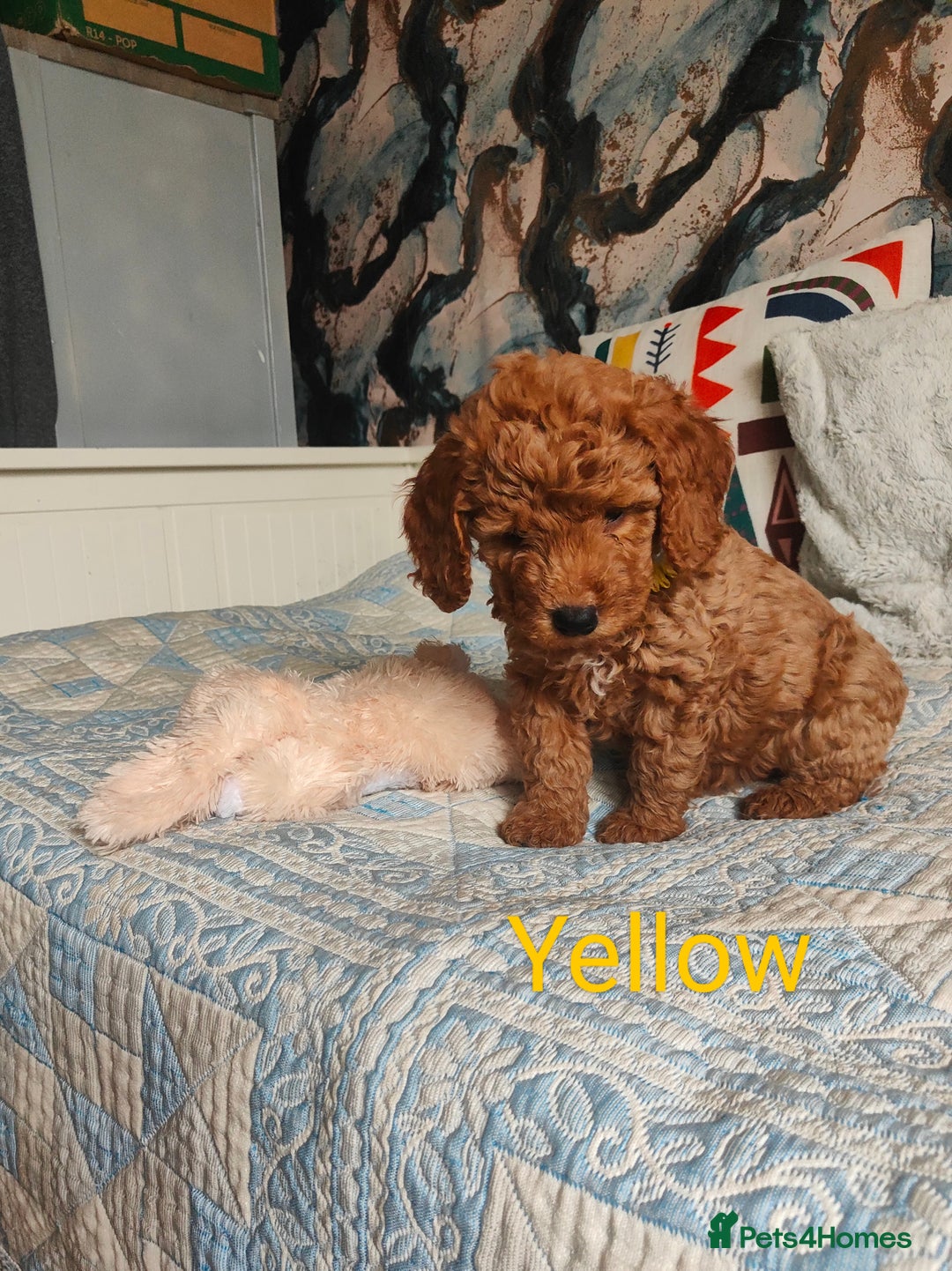 Cockapoo dogs for sale: Cockapoo - Image 8