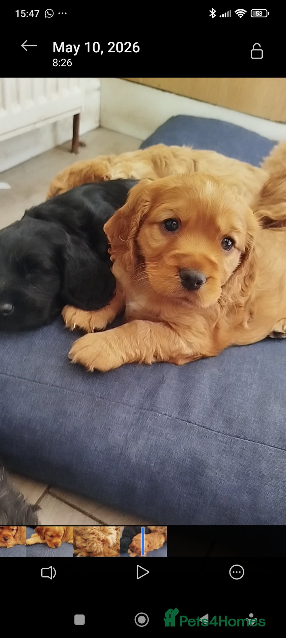 Cockapoo dogs Beautiful cockapoo puppies 🐾 - Advert 1