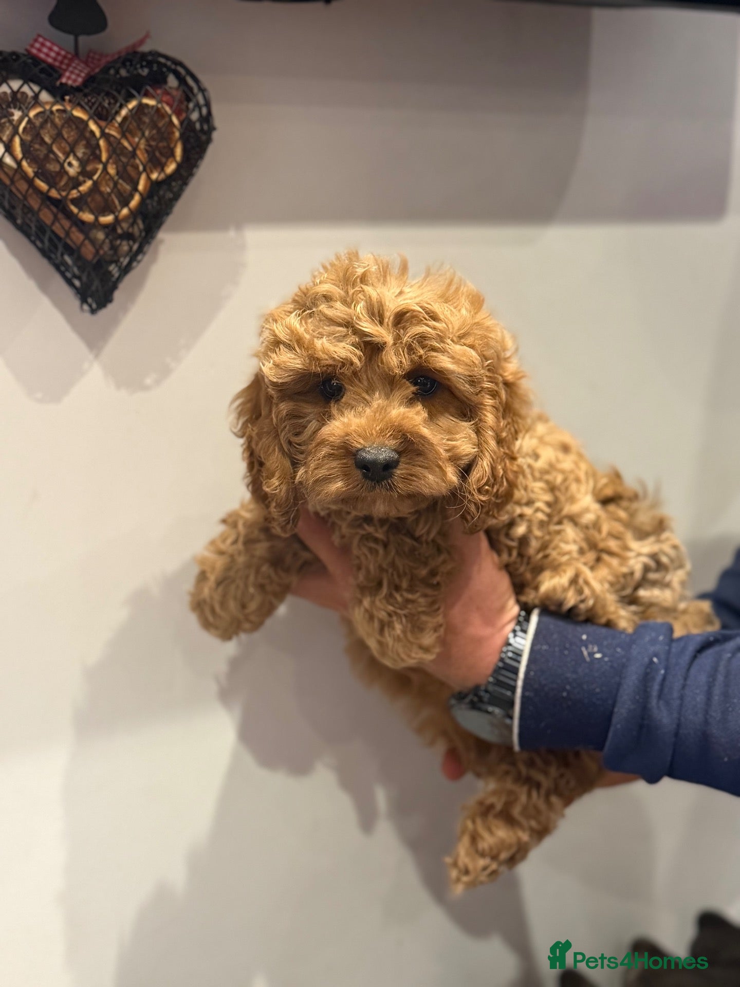 Cavapoo dogs Stunning Cavapoo Boy Puppy  - Advert 1