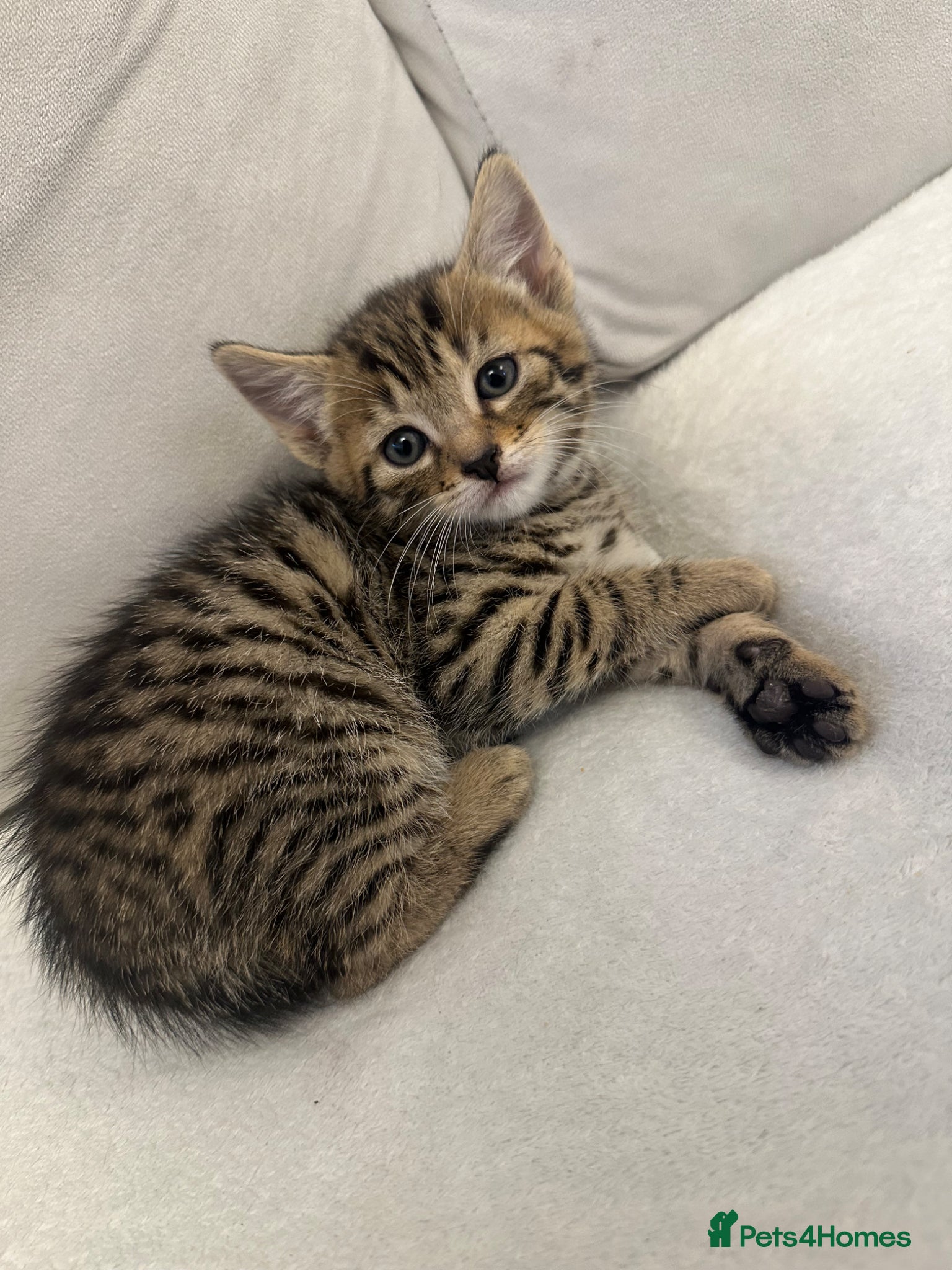 Mixed Breed cats Beautiful kittens  - Advert 5