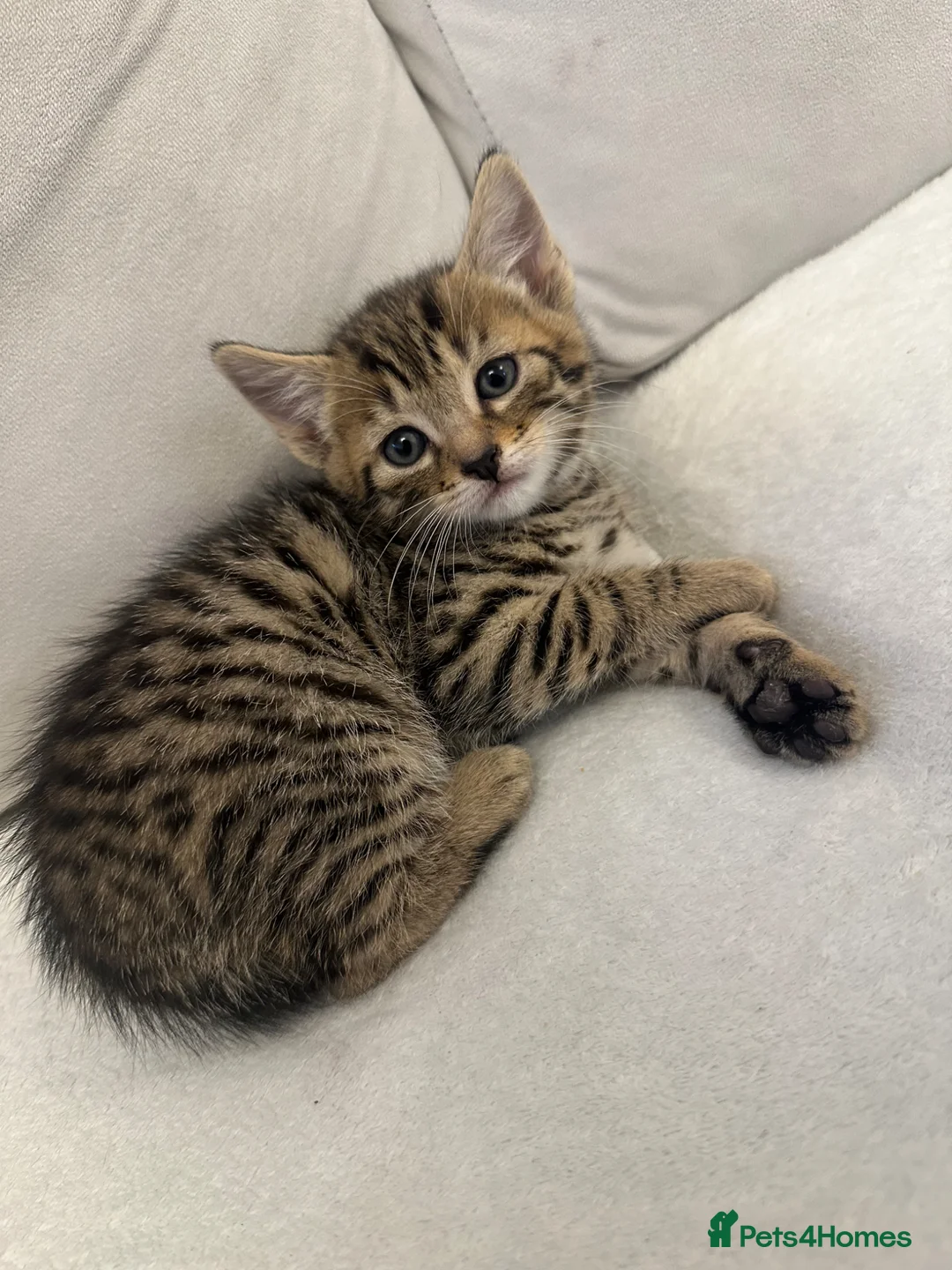 Mixed Breed cats for sale: Beautiful kittens  - Advert 1