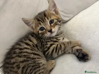 Mixed Breed cats Beautiful kittens - Advert 1