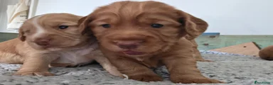 Tuco