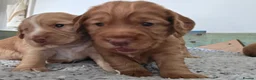Cocker Spaniel dogs for sale: Working cocker spaniel puppies in Stratford-upon-Avon - Advert 2