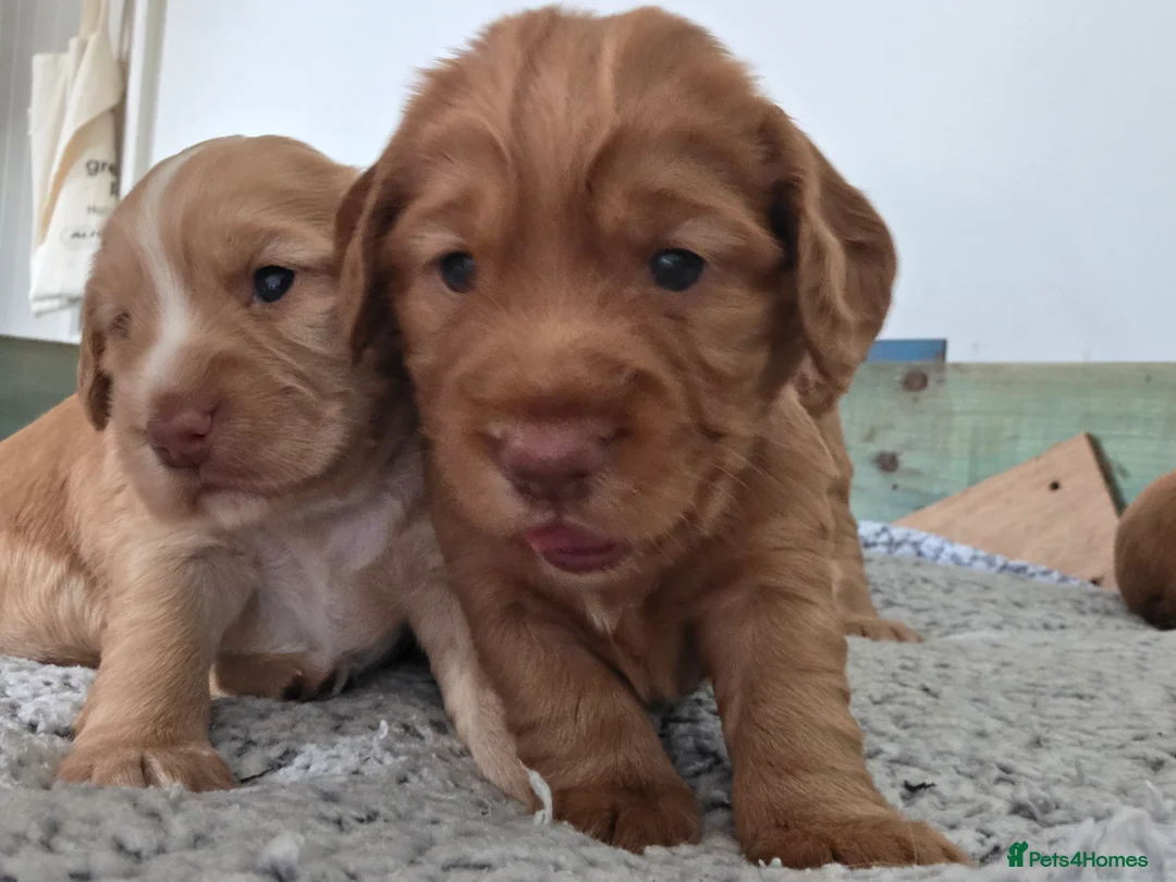 Cocker Spaniel dogs for sale: Working cocker spaniel puppies in Stratford-upon-Avon - Advert 2