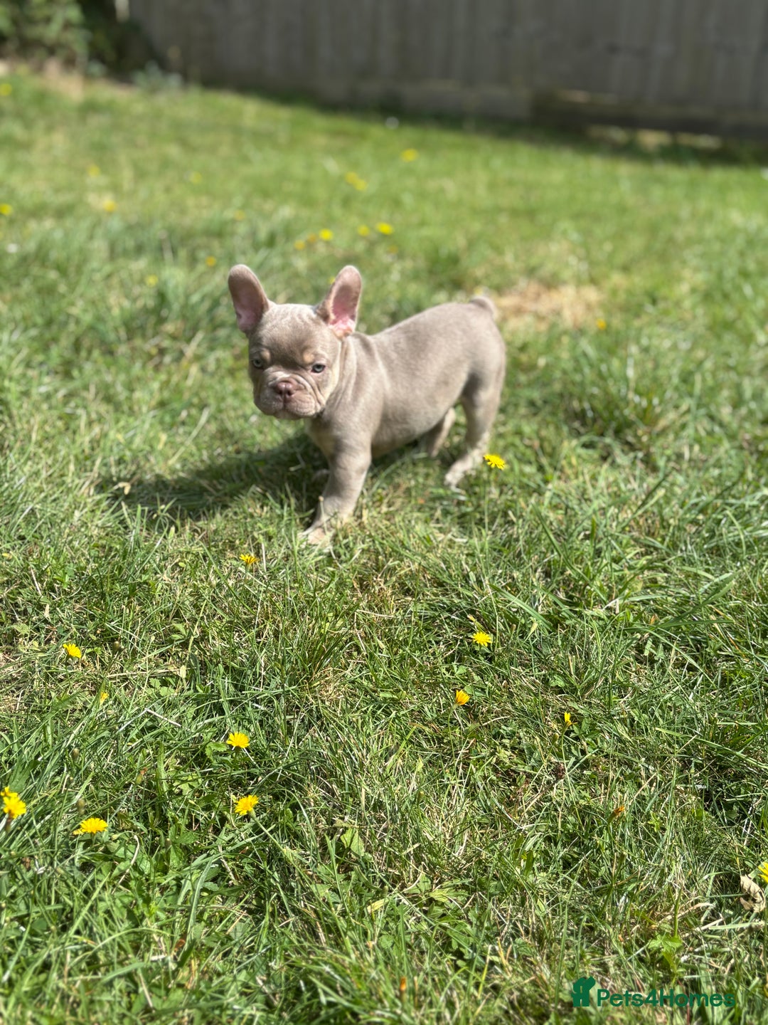 French Bulldog dogs for sale: 11 weeks old Isabella & tan carries fluffy RFG  - Image 19