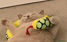 British Shorthair cats for sale: 🌸 Beautiful Lilac British Shorthair, Luna  🌸 - Image 5