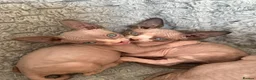 Sphynx cats for sale: 4 beautiful sphynx kittens for sale  - Advert 3