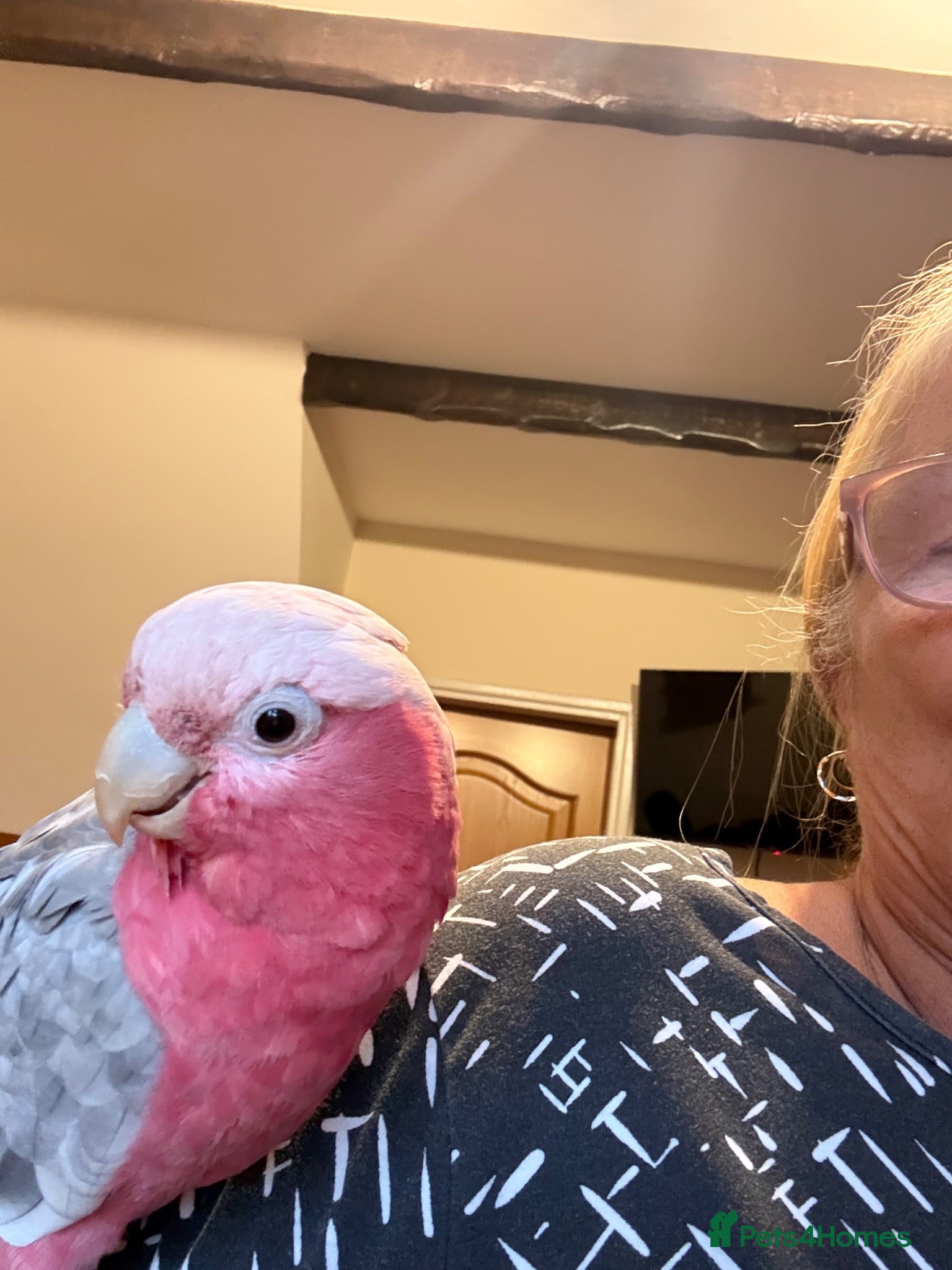 Cockatoo birds Galah cockatoo  - Advert 1