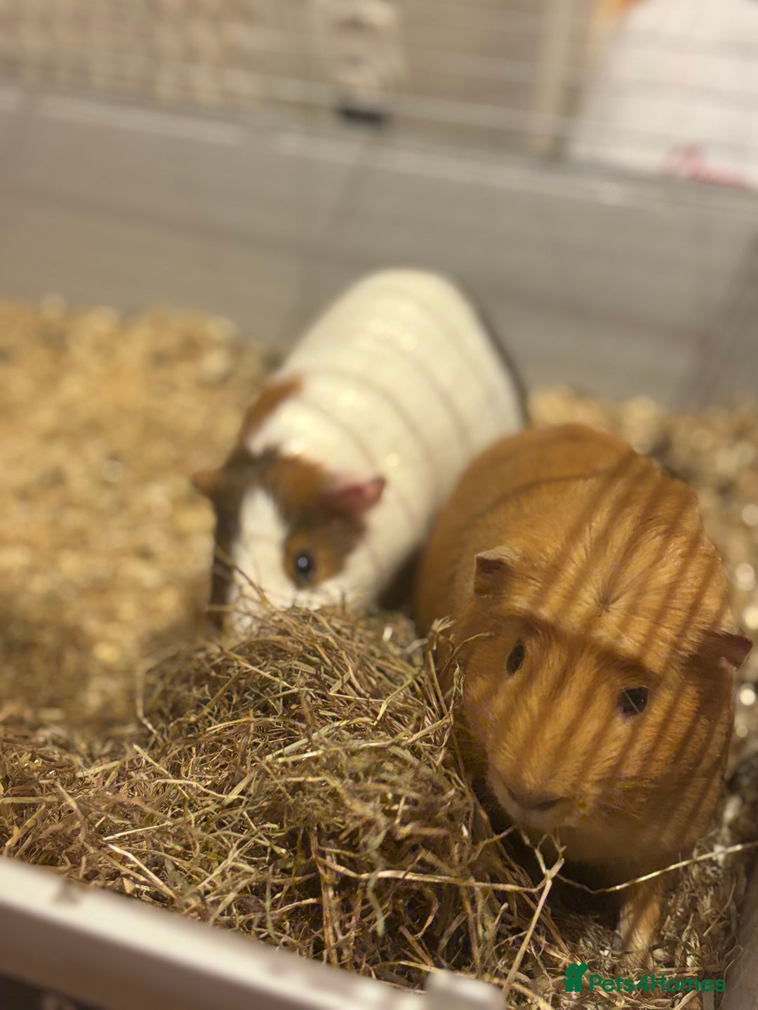 Guinea Pig rodents for sale: 2 Guinea pigs - Advert 4