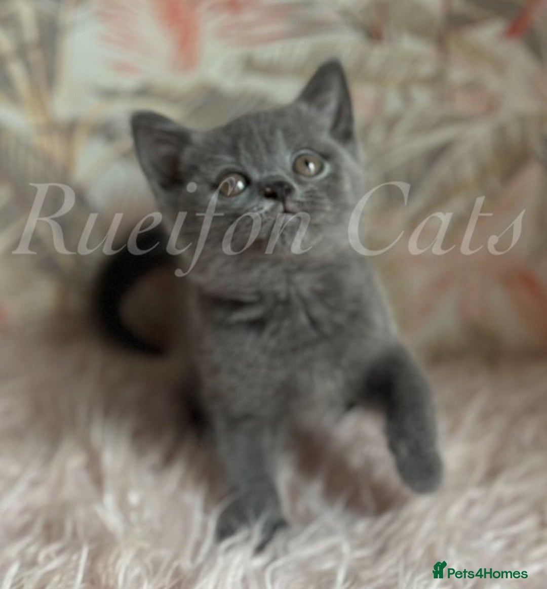 British Shorthair cats for sale: Gorgeous British Shorthair kittens GCCF registered - Image 6