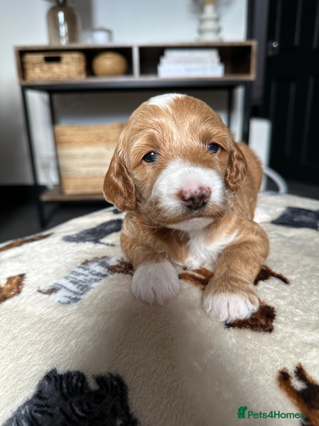 Cockapoo dogs for sale: Not Just Any Cockapoo Puppies – The Special Few - Image 14