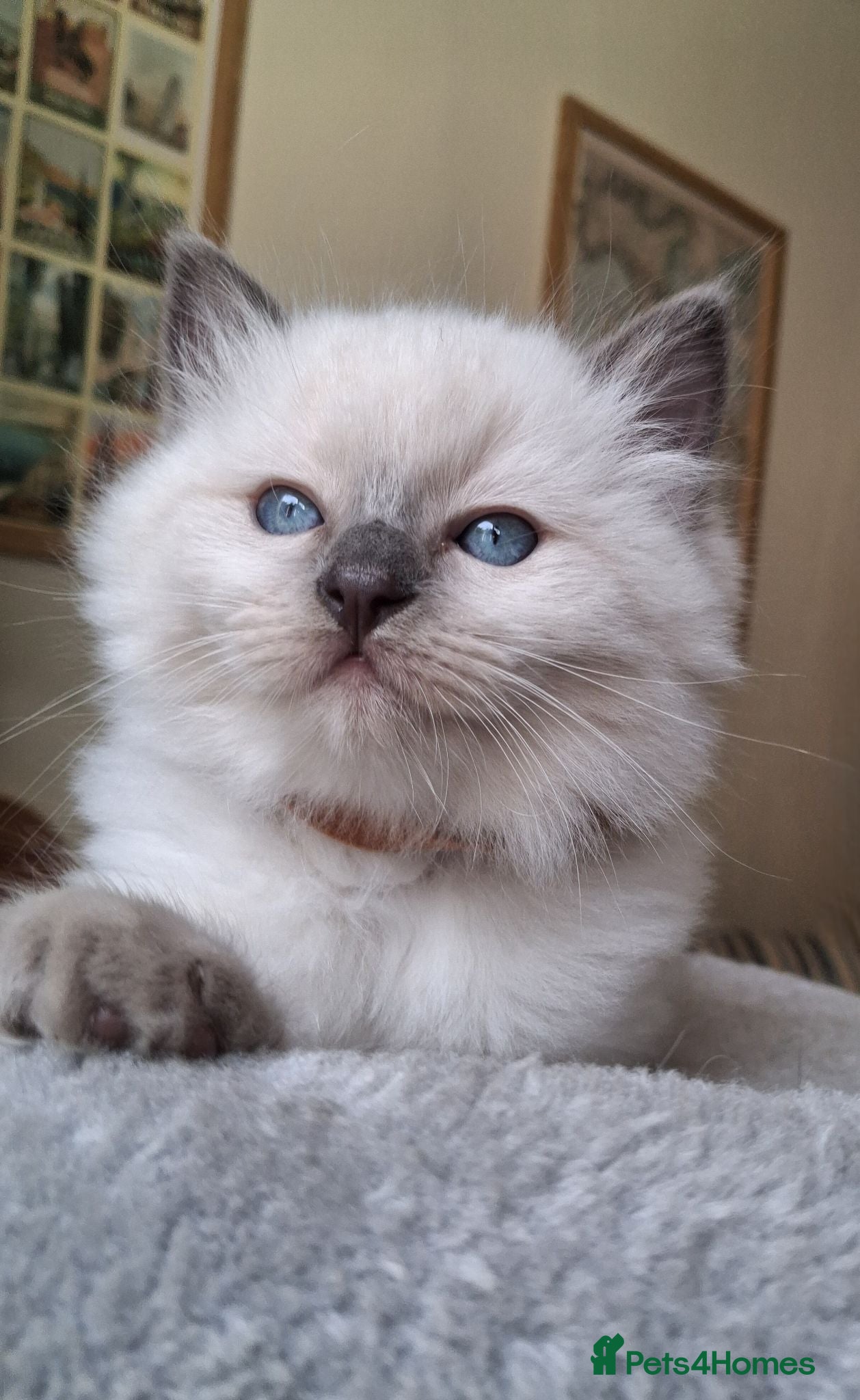 Ragdoll cats Pedigree Ragdoll Kittens  - Advert 15