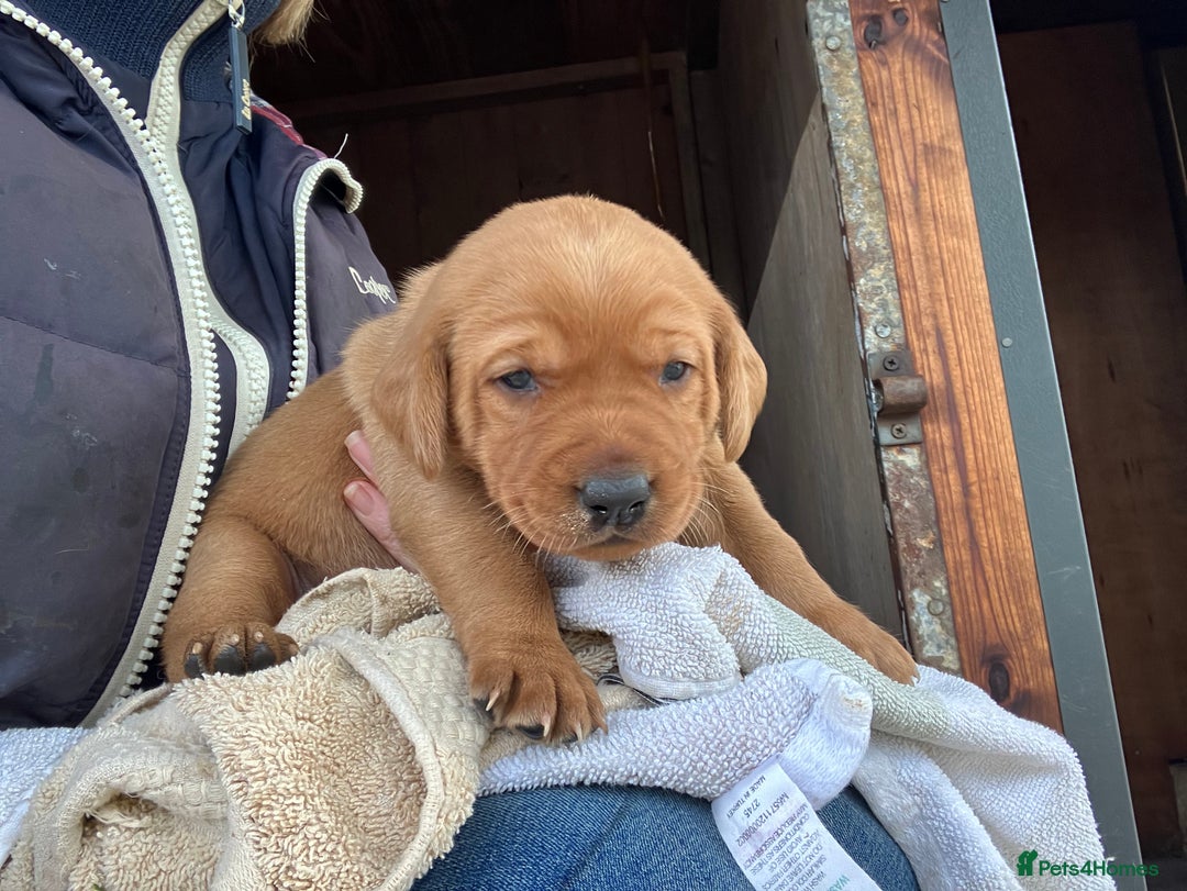 Labrador Retriever dogs for sale: STUNNING LITTER OF DARK FOX RED LABRADOR PUPPIES - Image 11