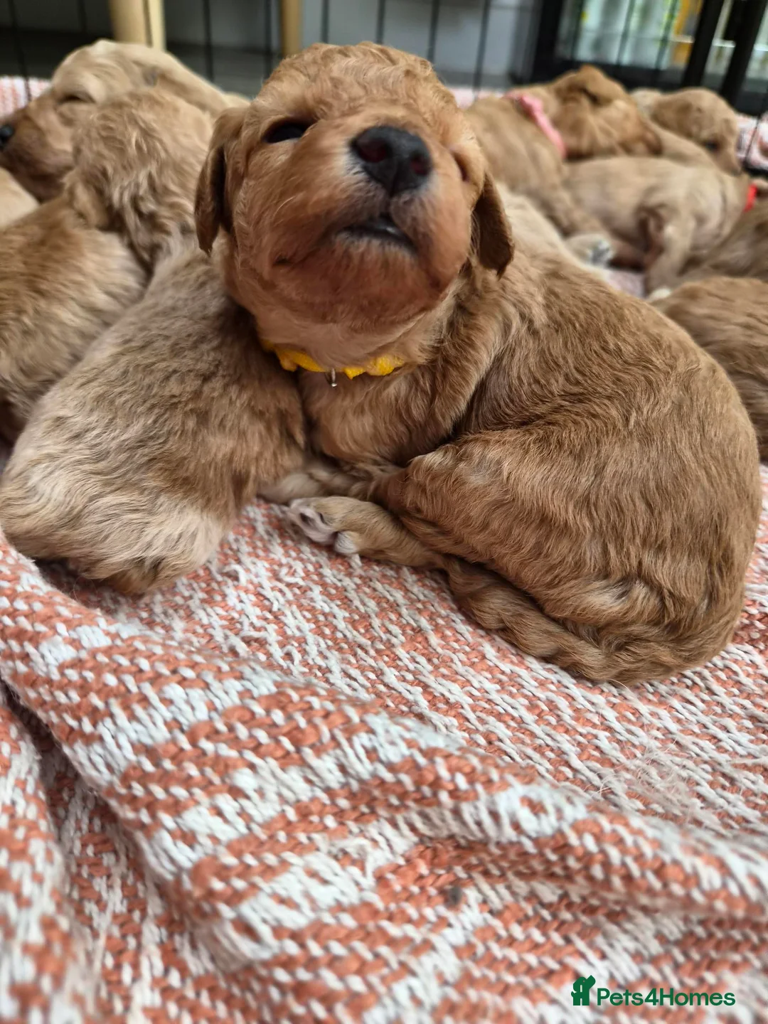 Mixed Breed dogs for sale: 💕10 Adorable Bichon-Maltipoo Puppies, bred by vet - Advert 34