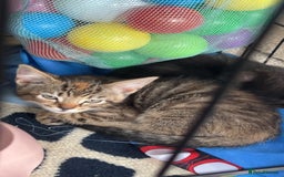 Siberian cats for sale: Siberian x Chartreux - Image 8