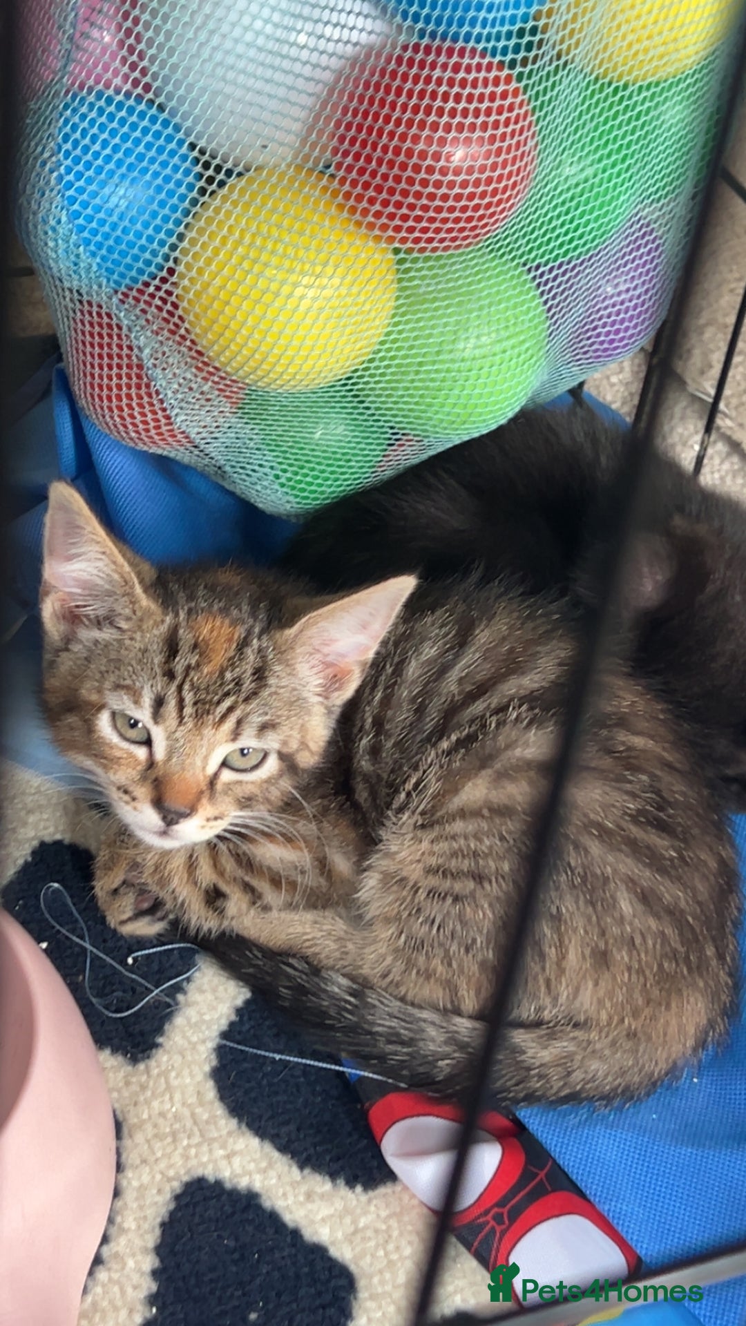 Siberian cats for sale: Siberian x Chartreux - Image 8